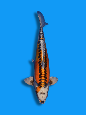 Doitsu Kujaku | Koi&Co.